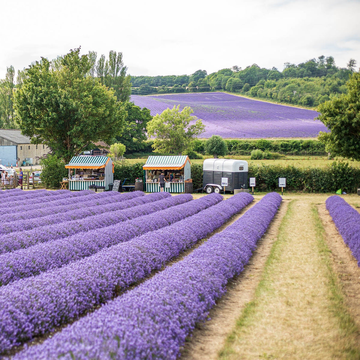LAVENDER PICNIC TICKET