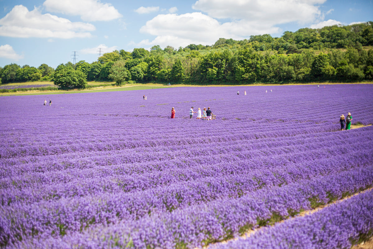 LAVENDER PICNIC GIFT VOUCHER FOR 4 ADULTS WITH LAVENDER GIN