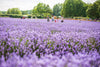 LAVENDER GIN PICNIC EXPERIENCE TICKETS FOR 4 ADULTS