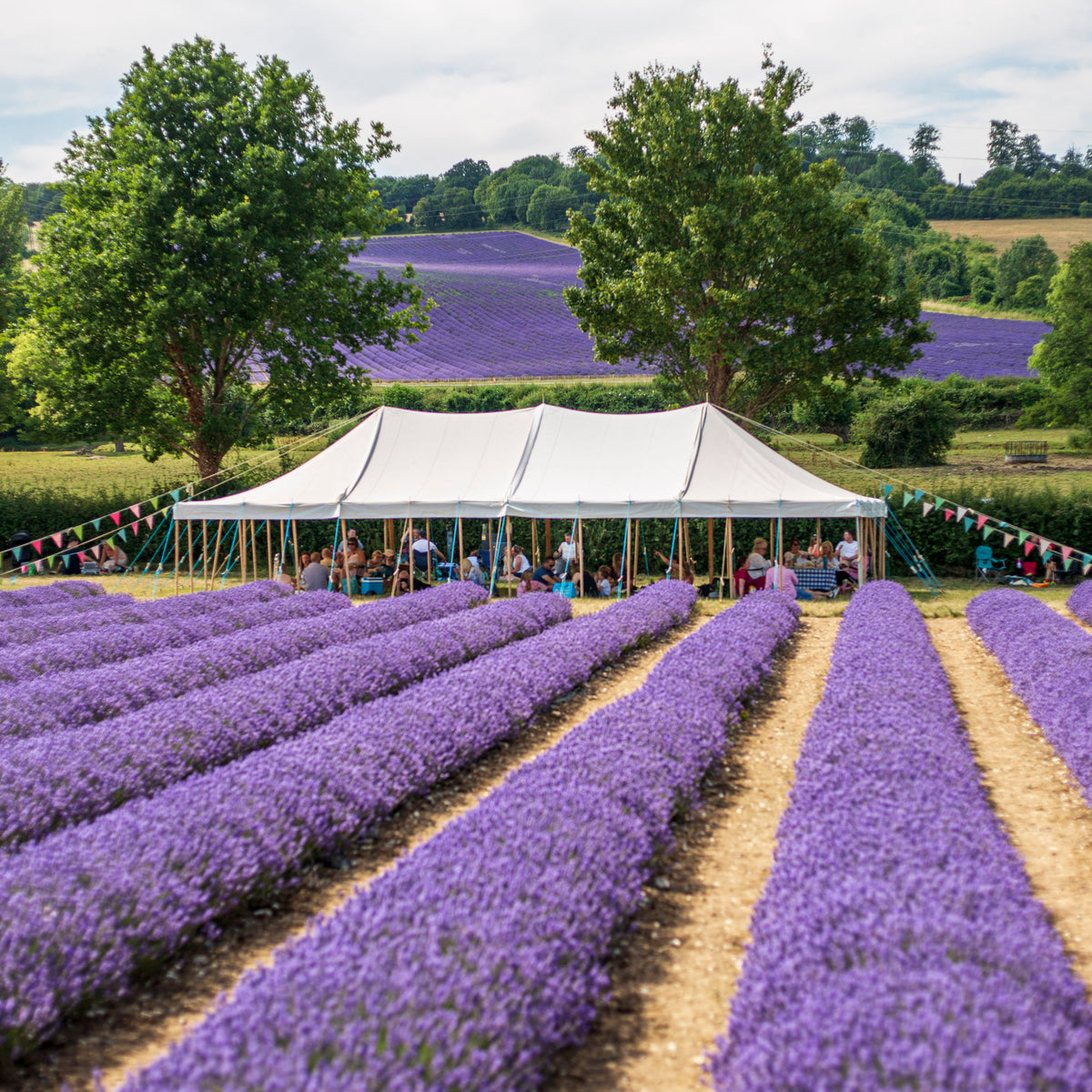LAVENDER PICNIC GIFT VOUCHER FOR 4 ADULTS WITH LAVENDER GIN