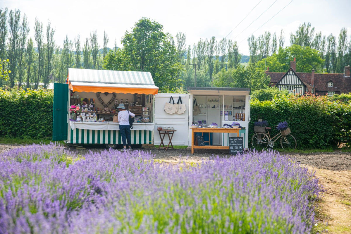 LAVENDER FIELD WALK TICKET