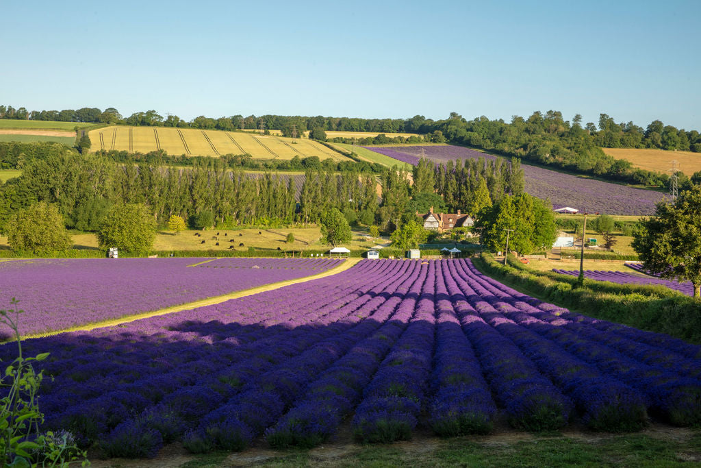 LAVENDER FIELD WALK TICKET