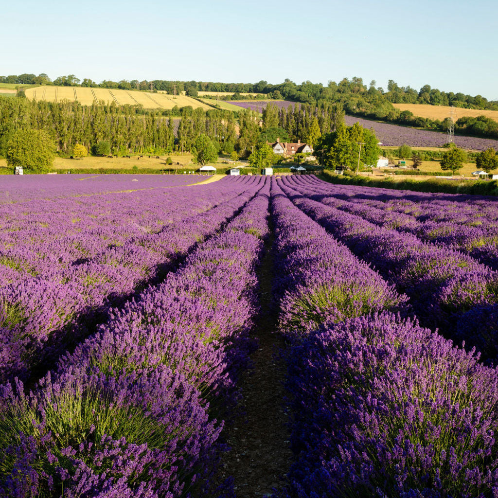 LAVENDER FIELD WALK TICKET
