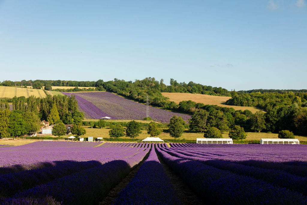 LAVENDER PICNIC TICKET