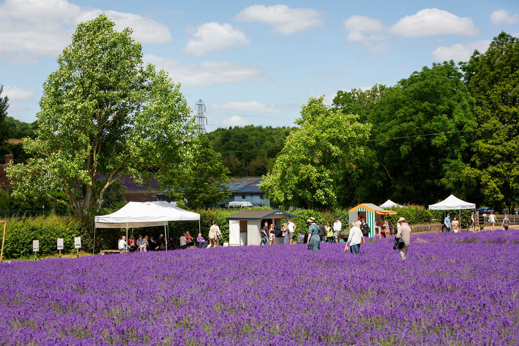 LAVENDER FIELD WALK TICKET
