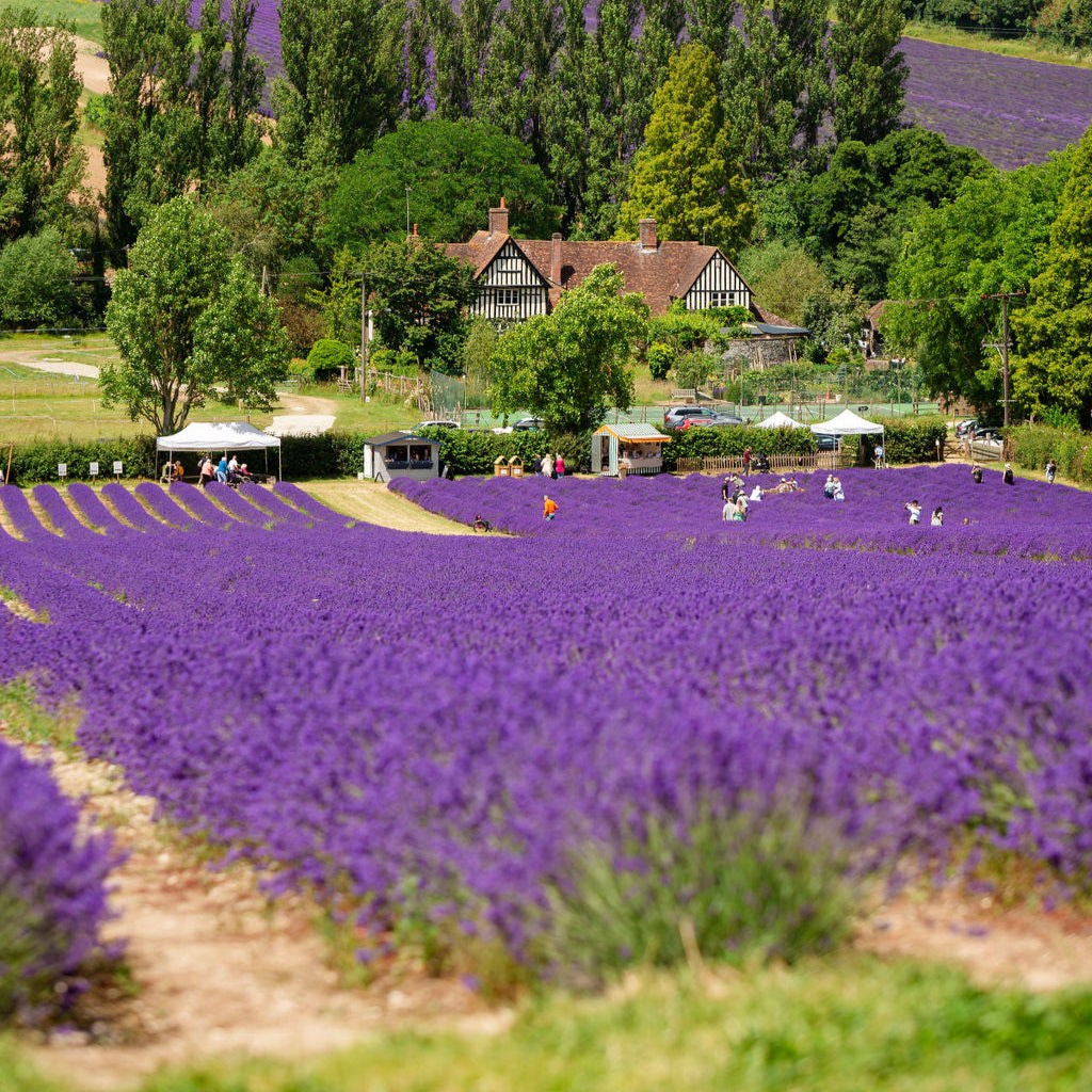 LAVENDER FIELD WALK TICKET
