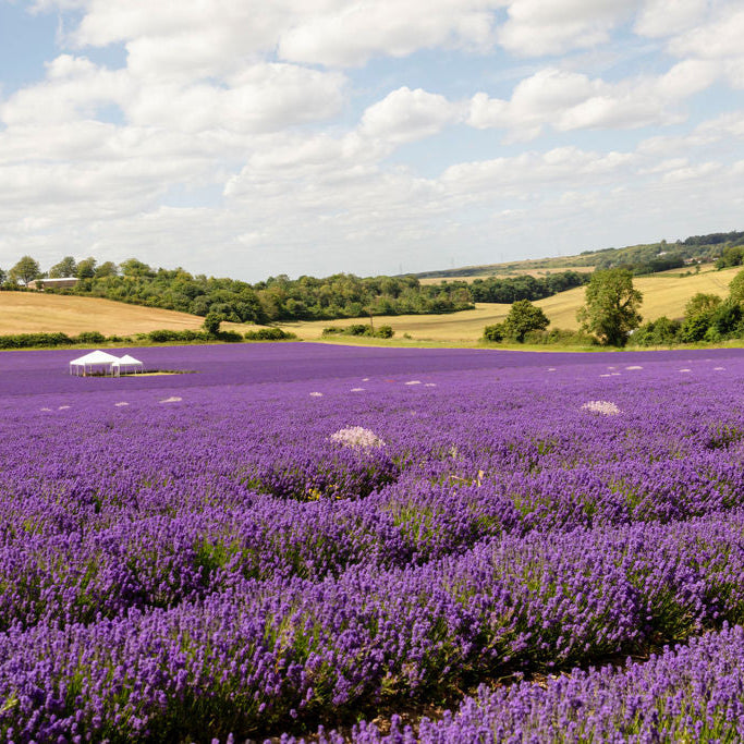Lower Austin Lodge Farm - Lavender &amp; Wildflower Photography