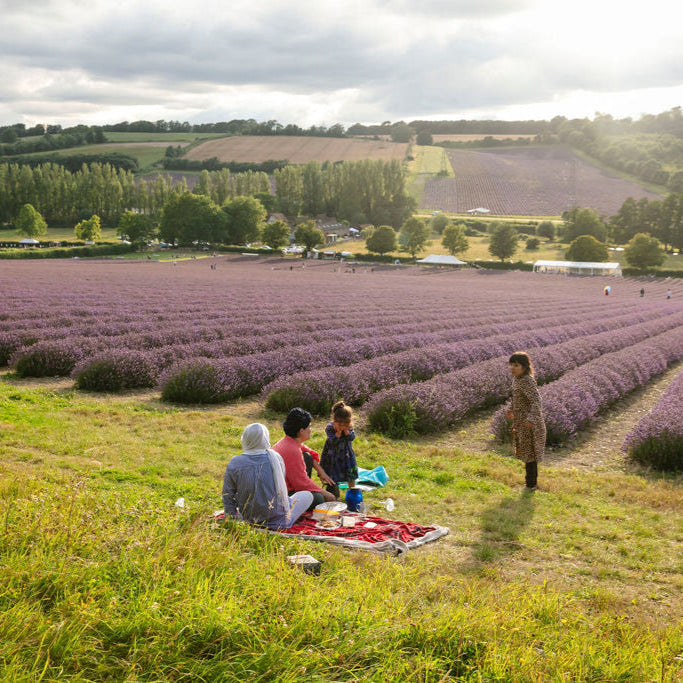 LAVENDER PICNIC TICKET