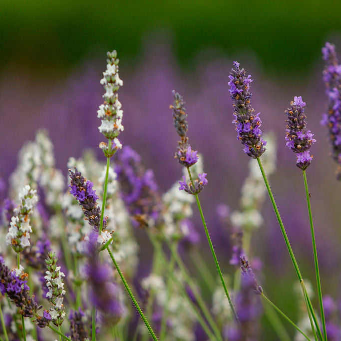 GUIDED LAVENDER FIELD &amp; DISTILLERY TOUR