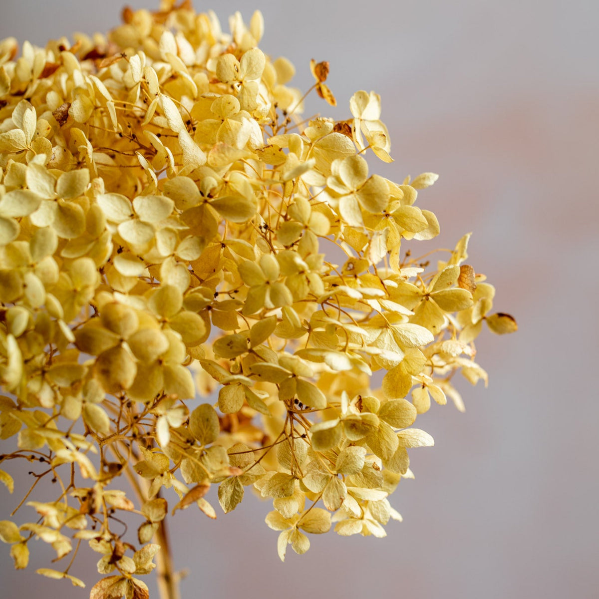RUSTIC DRIED HYDRANGEA - CREAM/PALE GREEN