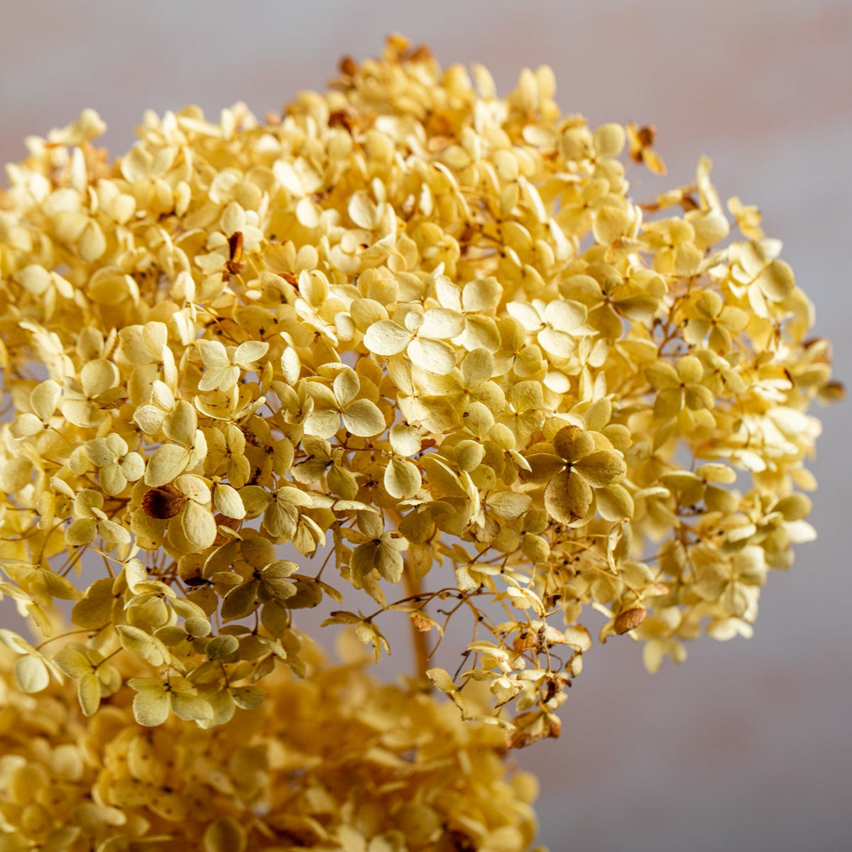 RUSTIC DRIED HYDRANGEA - CREAM/PALE GREEN