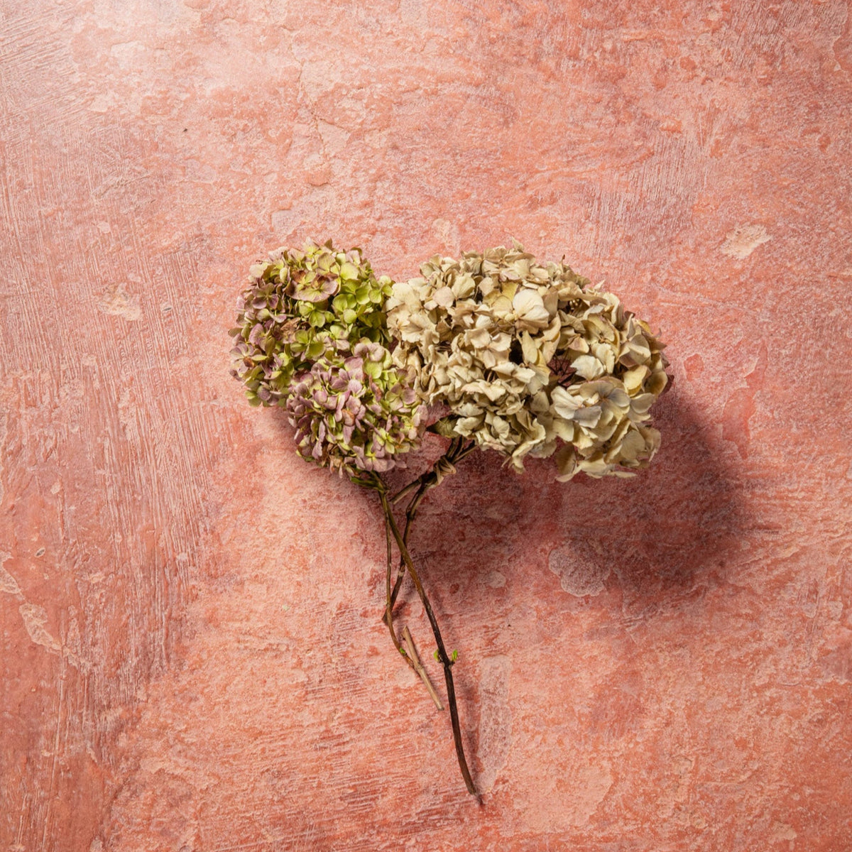 DRIED HYDRANGEA - VINTAGE