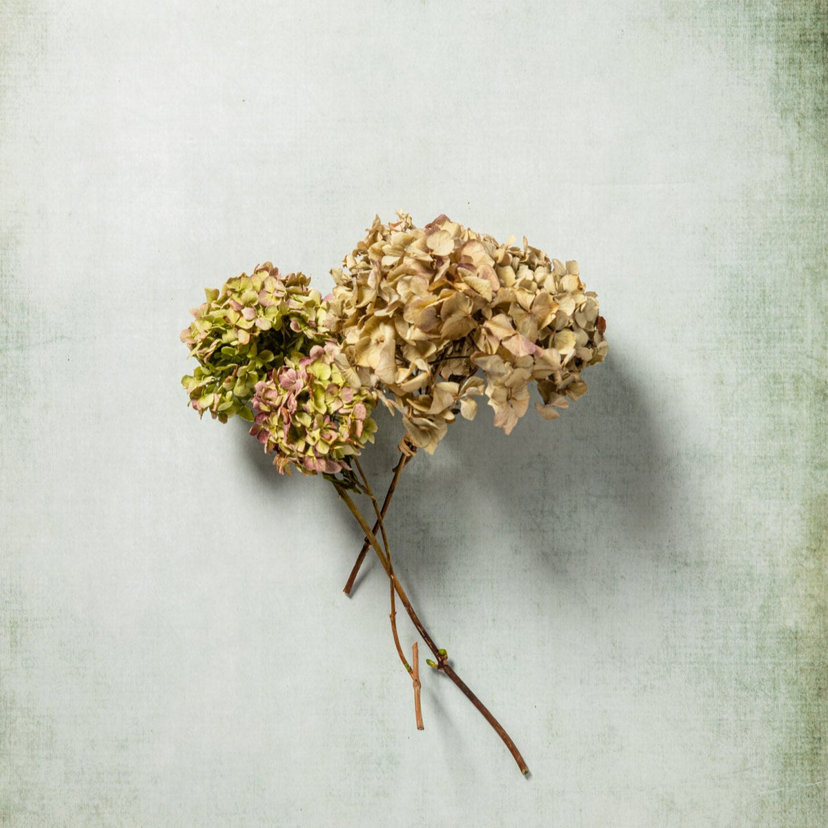 DRIED HYDRANGEA - VINTAGE