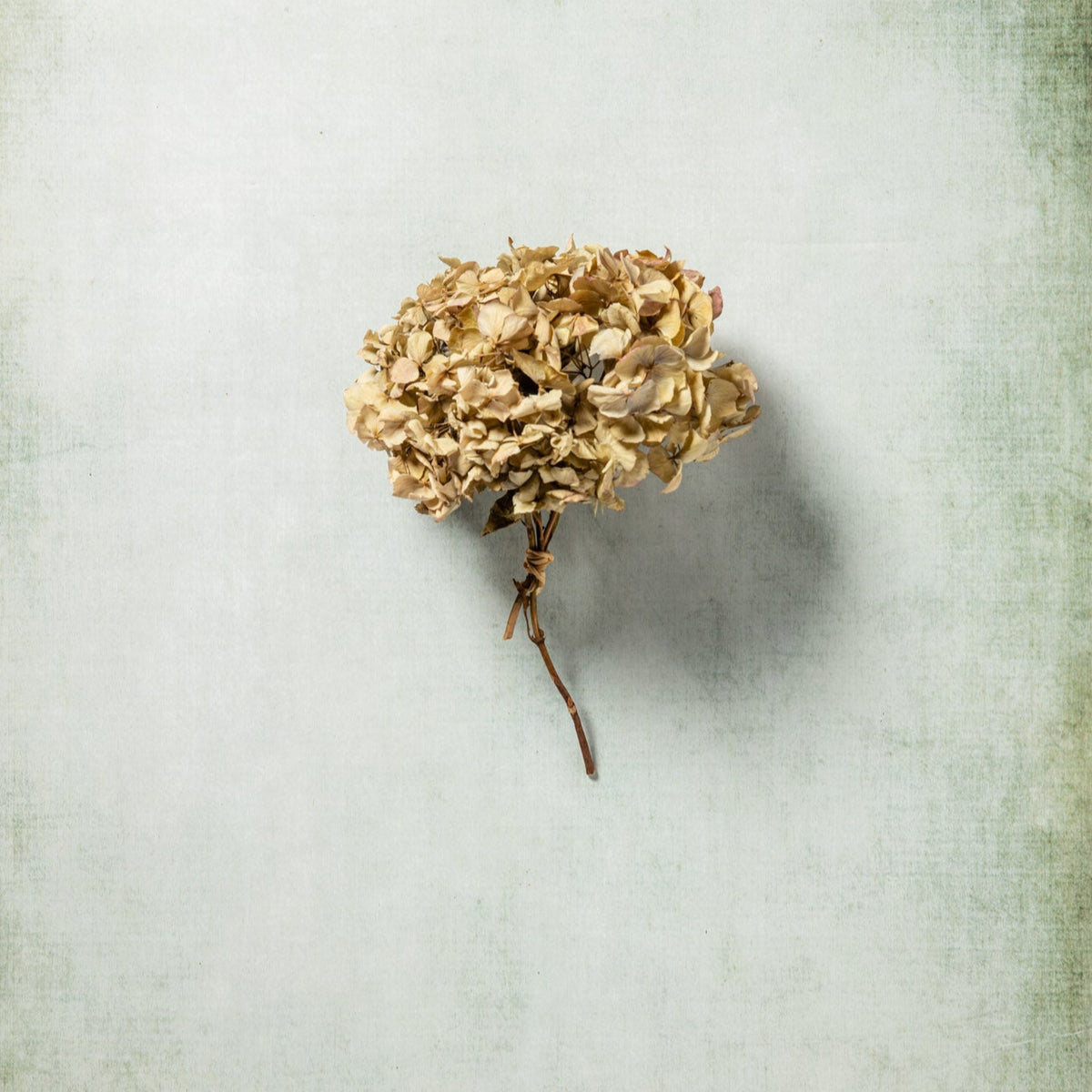 DRIED HYDRANGEA - VINTAGE