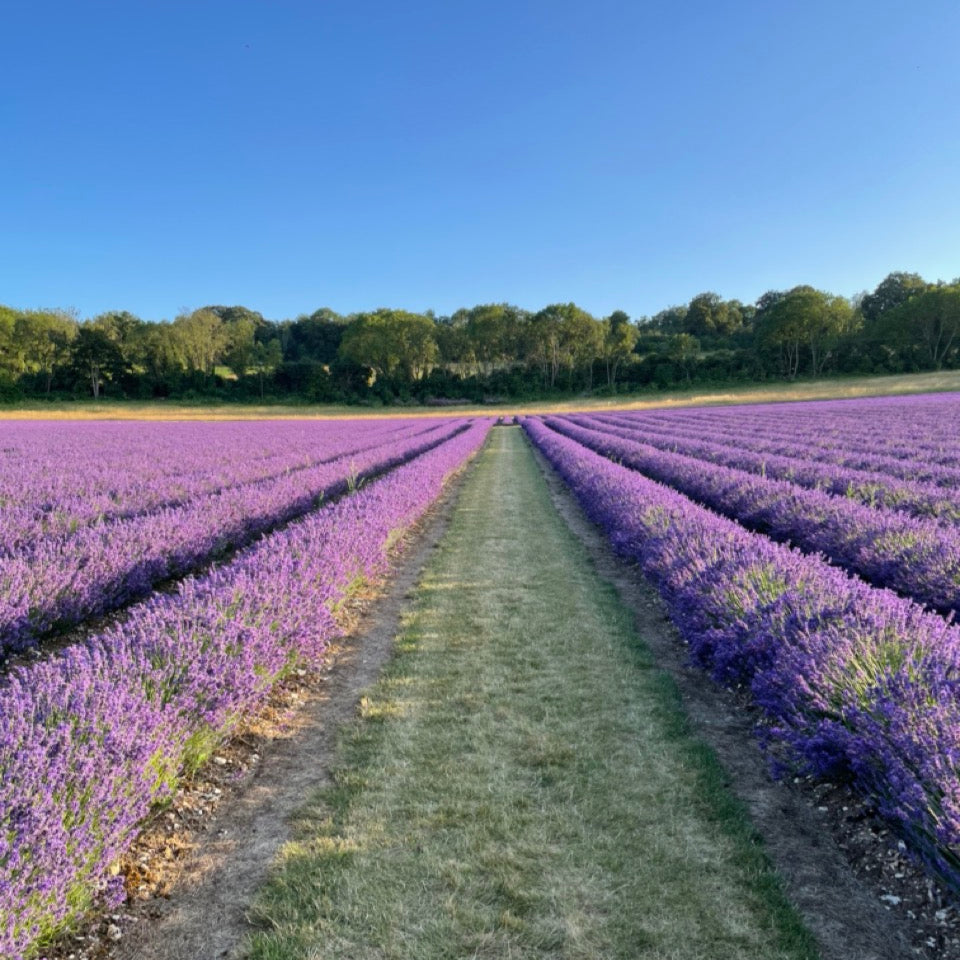 Lower Austin Lodge Farm - Lavender &amp; Wildflower Photography