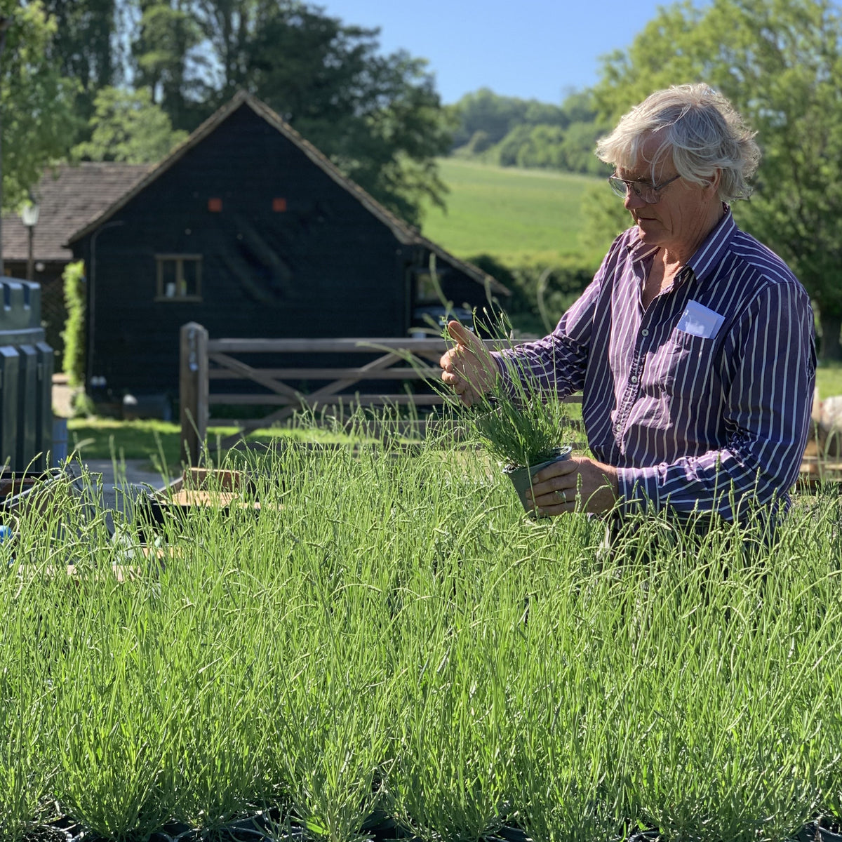 &#39;LITTLE LADY&#39; - LAVENDER PLANTS FOR THE GARDEN