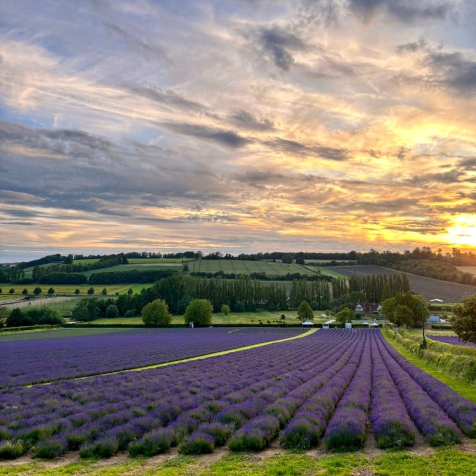 LAVENDER FIELD WALK TICKET