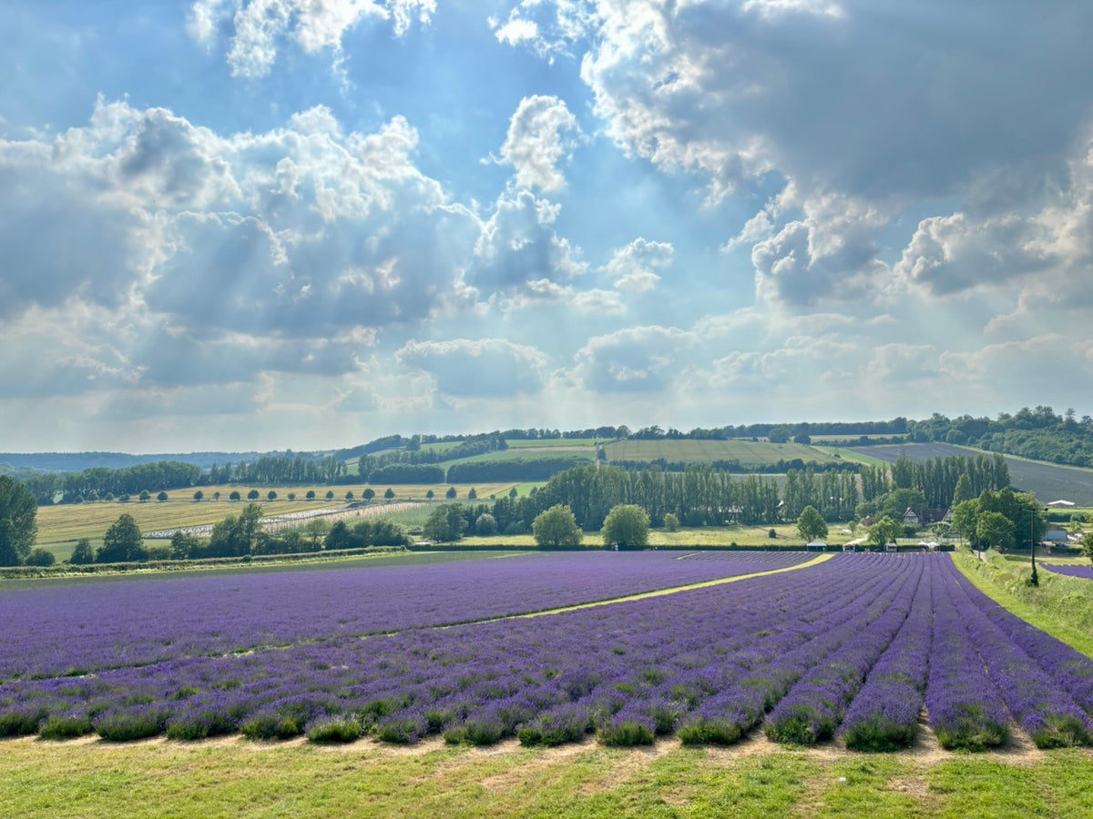 LAVENDER FIELD WALK TICKET