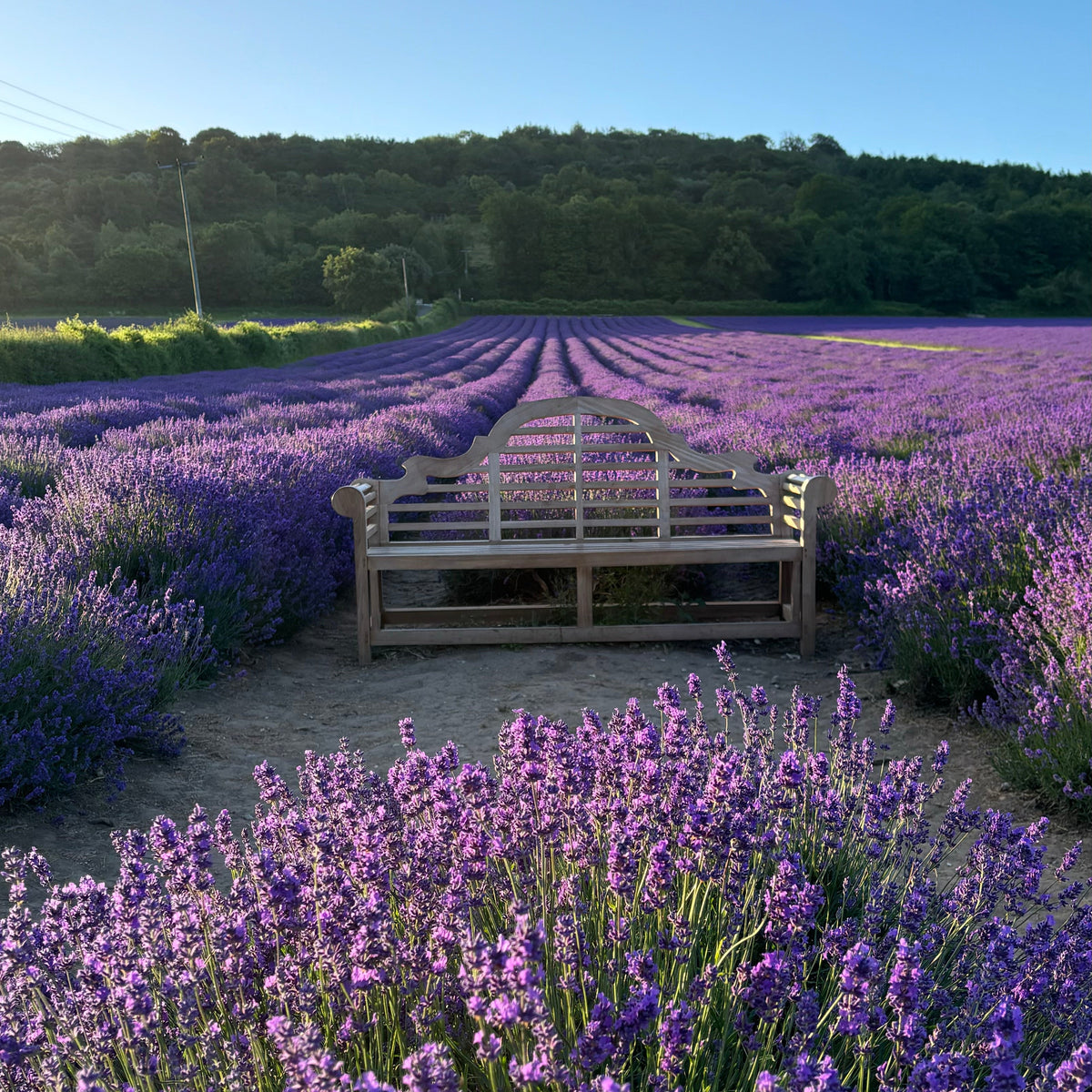LAVENDER FIELD WALK TICKET
