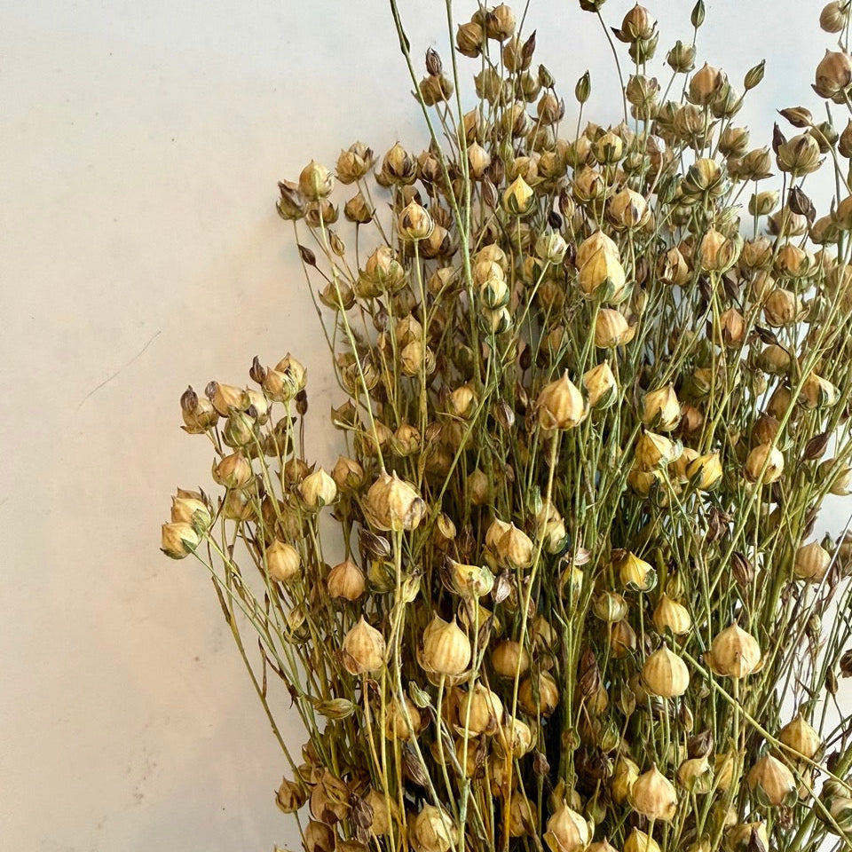 DRIED GOLDEN LINSEED (FLAX) BUNCH