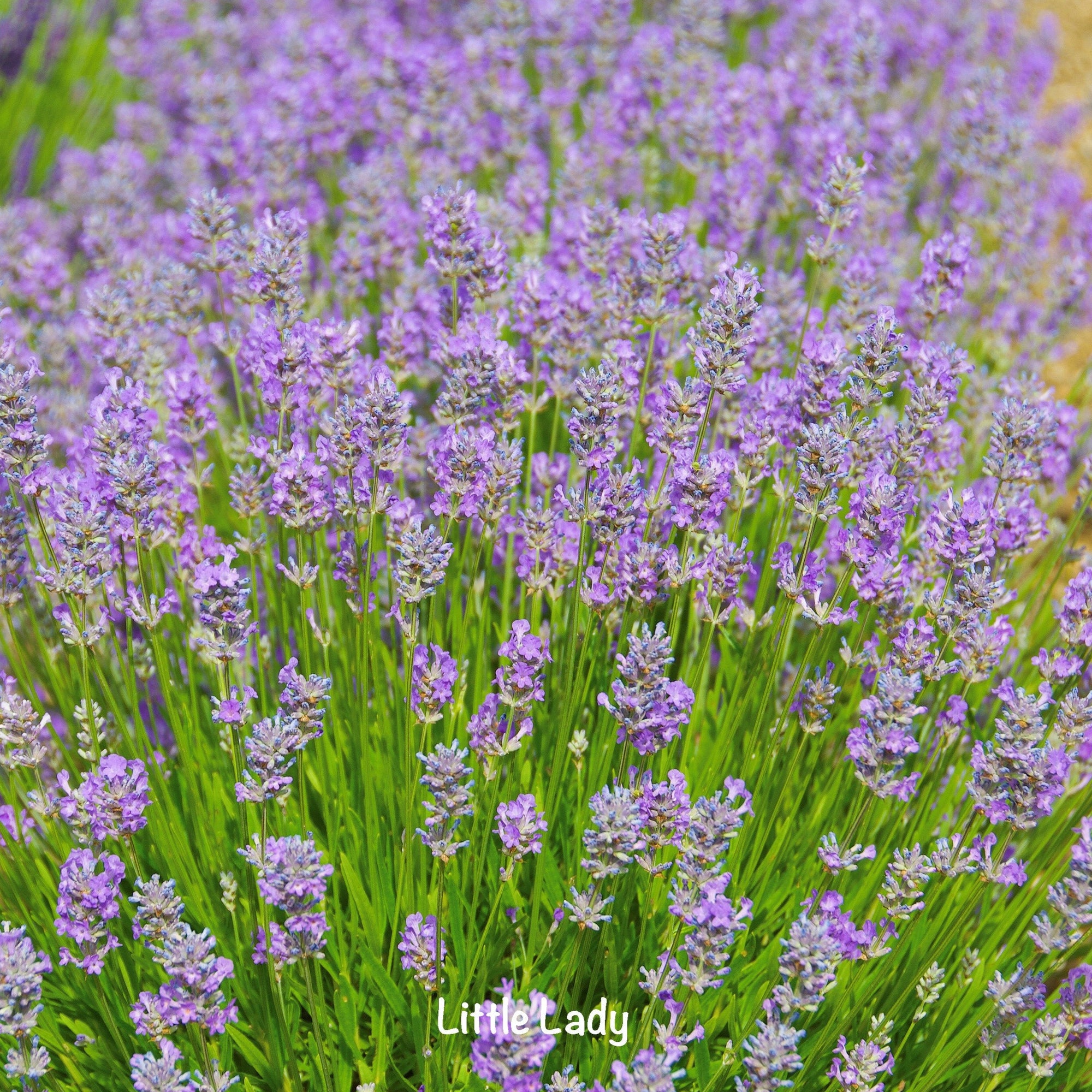 'LITTLE LADY' - LAVENDER PLANTS FOR THE GARDEN