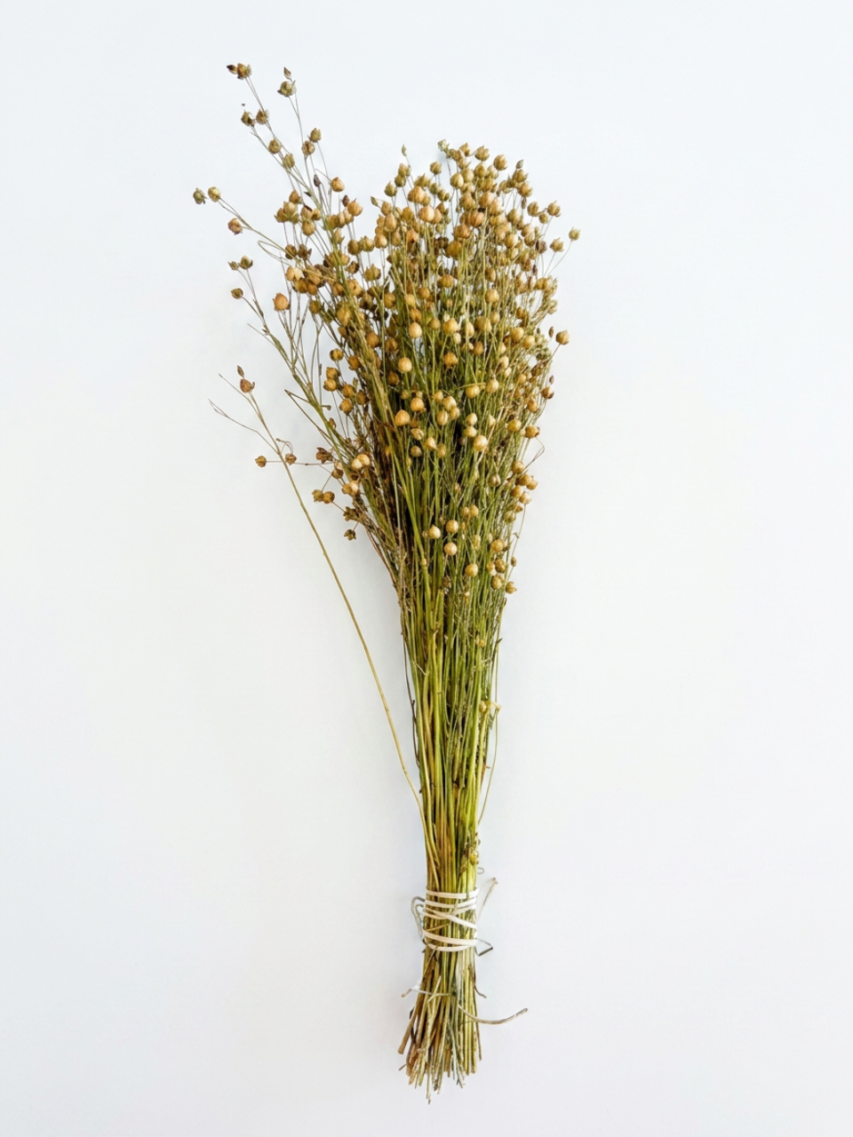 DRIED GOLDEN LINSEED (FLAX) BUNCH