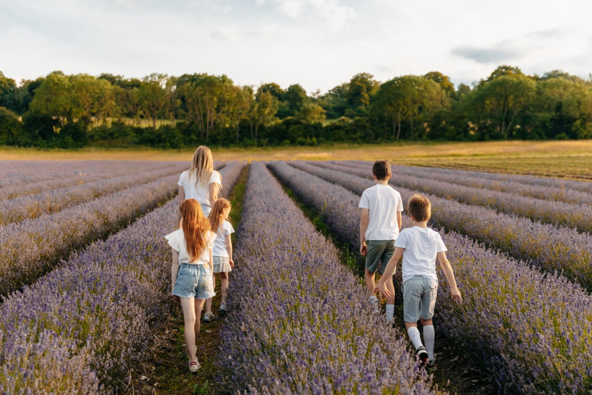 Lower Austin Lodge Farm - Lavender &amp; Wildflower Photography