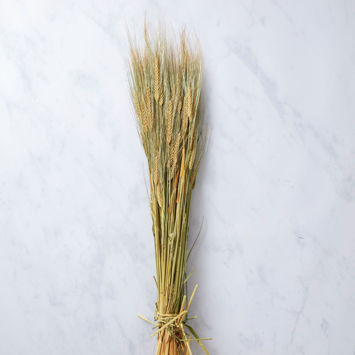 GREEN BARLEY BUNCH