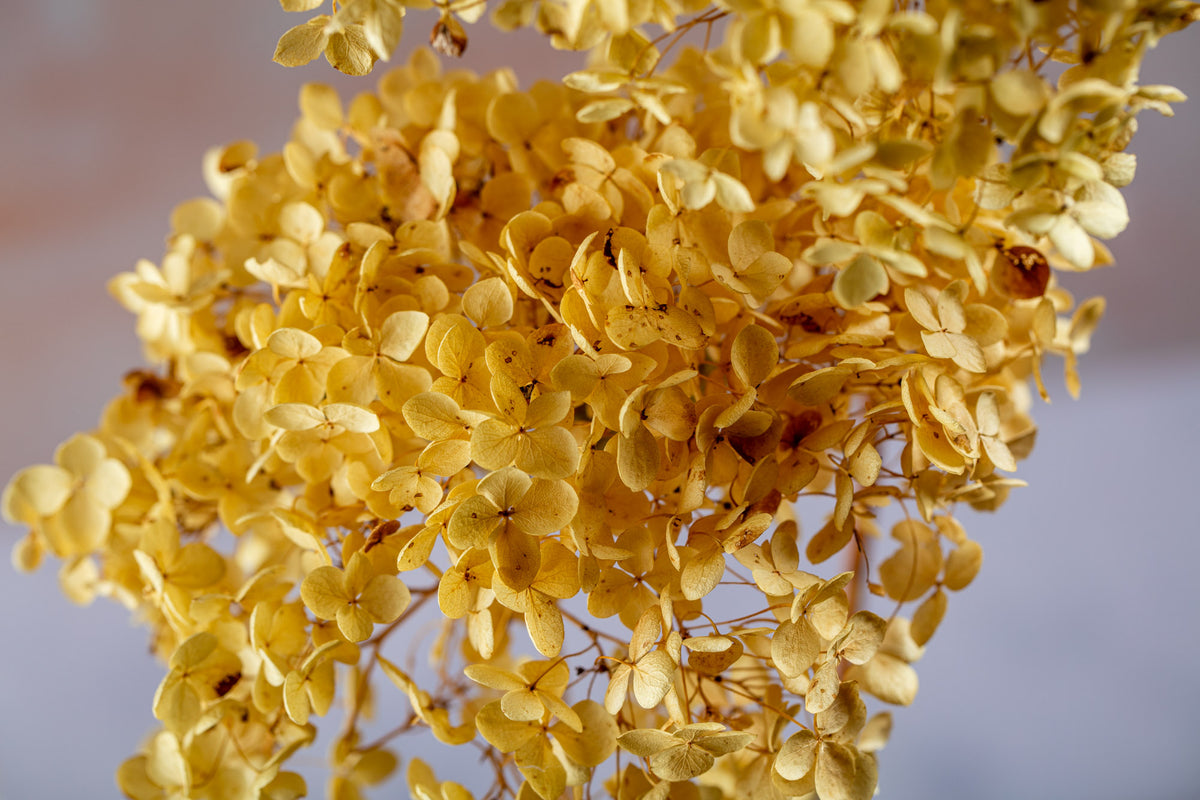 RUSTIC DRIED HYDRANGEA - CREAM/PALE GREEN