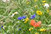 Native Wildflower Bee Bombs