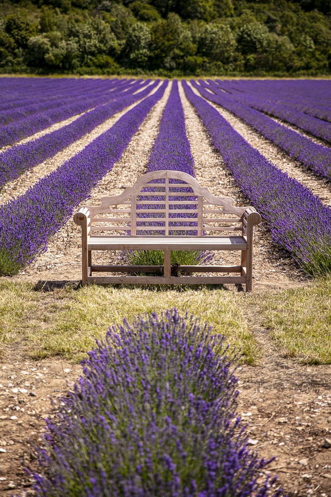 LAVENDER PICNIC TICKETS FOR 4 ADULTS, WITH ENGLISH SPARKLING WINE - EXPERIENCE GIFT
