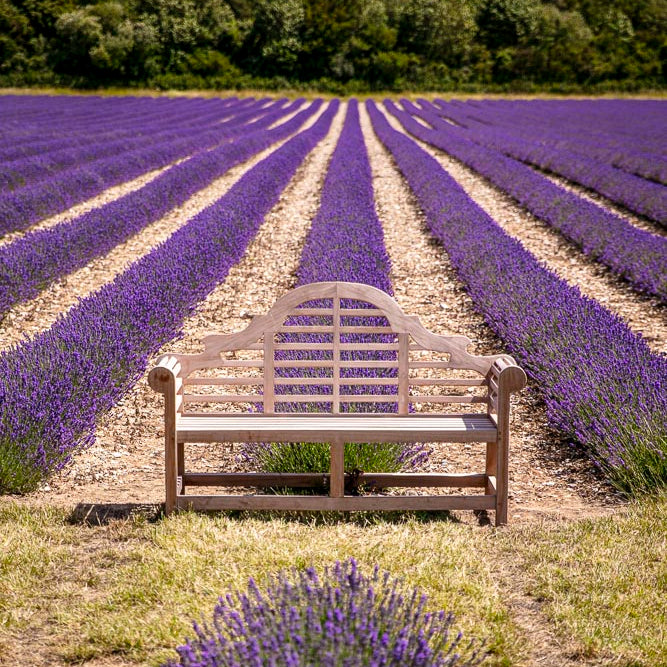 LAVENDER PICNIC TICKET