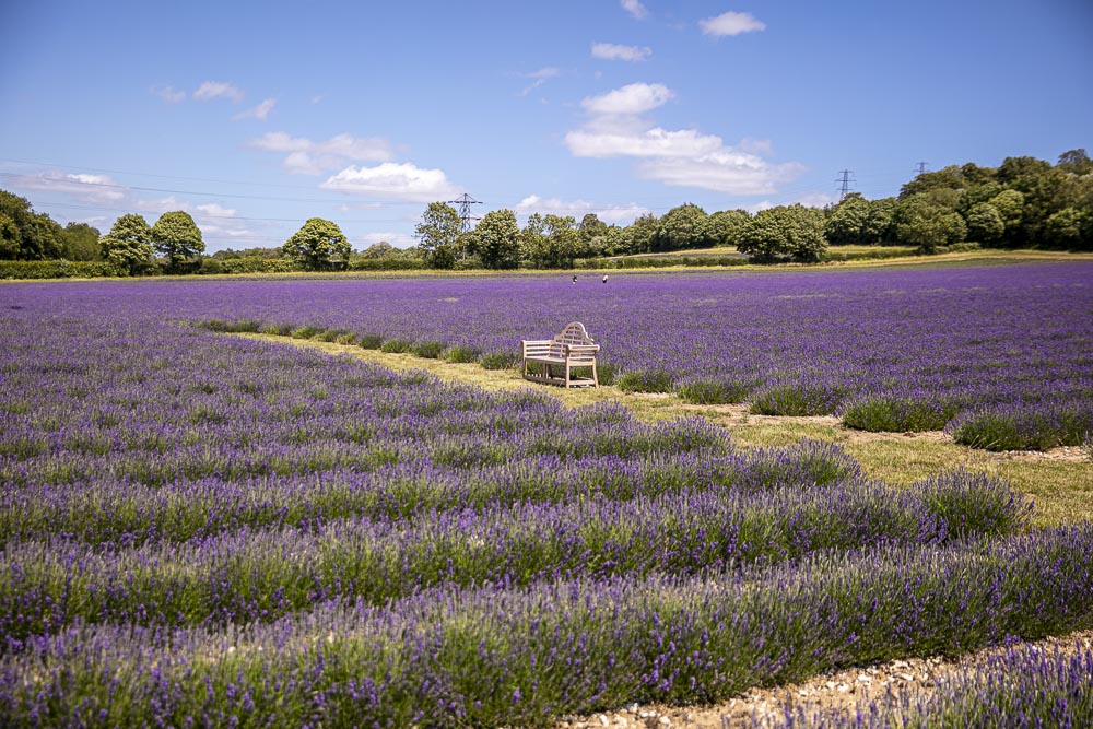 LAVENDER PICNIC TICKETS FOR 4 ADULTS, WITH ENGLISH SPARKLING WINE - EXPERIENCE GIFT