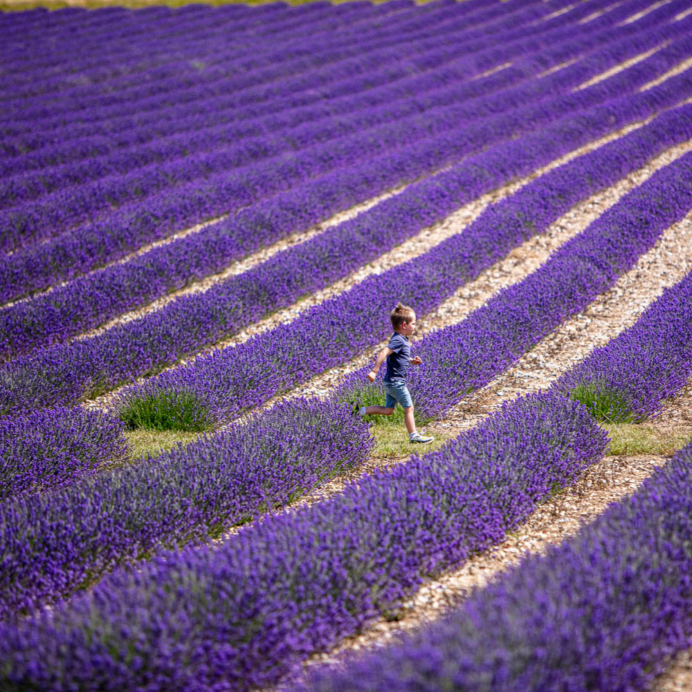 LAVENDER PICNIC TICKET