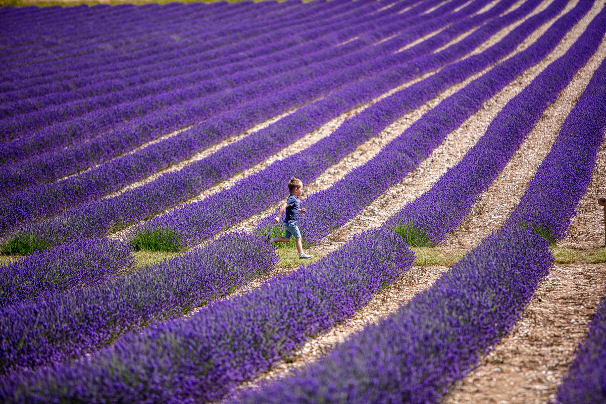 LAVENDER PICNIC TICKETS FOR 4 ADULTS, WITH ENGLISH SPARKLING WINE - EXPERIENCE GIFT