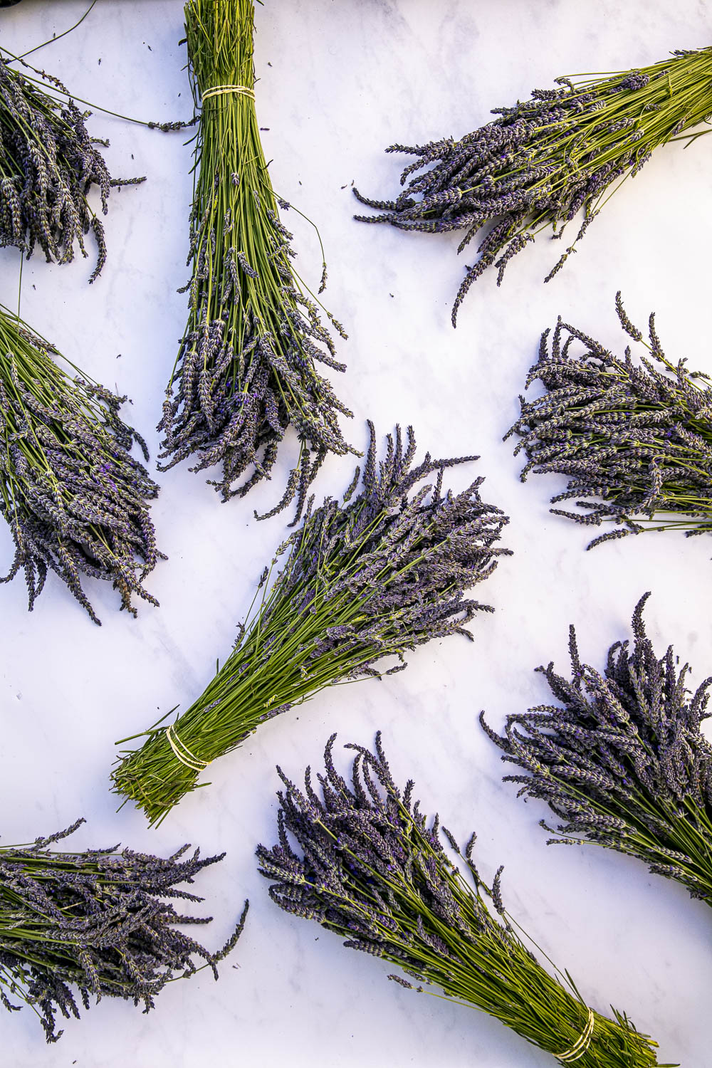 FRESH LAVANDIN BUNCHES