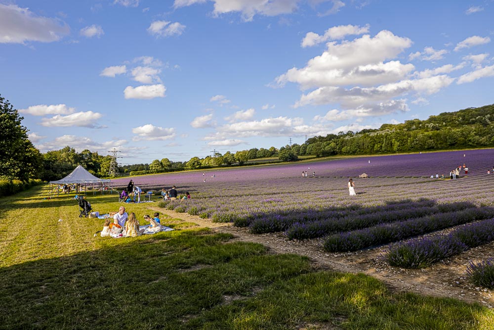 LAVENDER PICNIC TICKETS FOR 2 ADULTS, ALCOHOL FREE EXPERIENCE GIFT