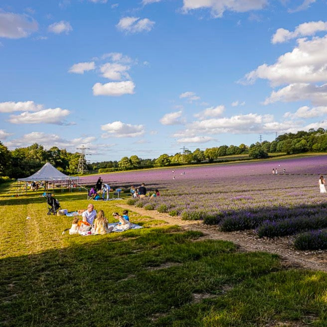 LAVENDER PICNIC TICKET