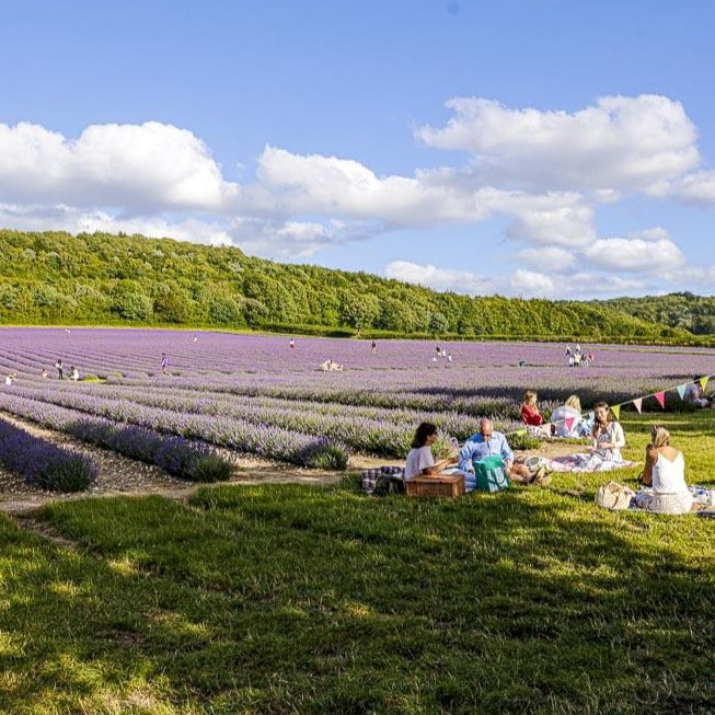 LAVENDER PICNIC TICKETS FOR 4 ADULTS, WITH ENGLISH SPARKLING WINE - EXPERIENCE GIFT