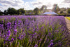 LAVENDER PICNIC TICKETS FOR 4 ADULTS, WITH ENGLISH SPARKLING WINE - EXPERIENCE GIFT