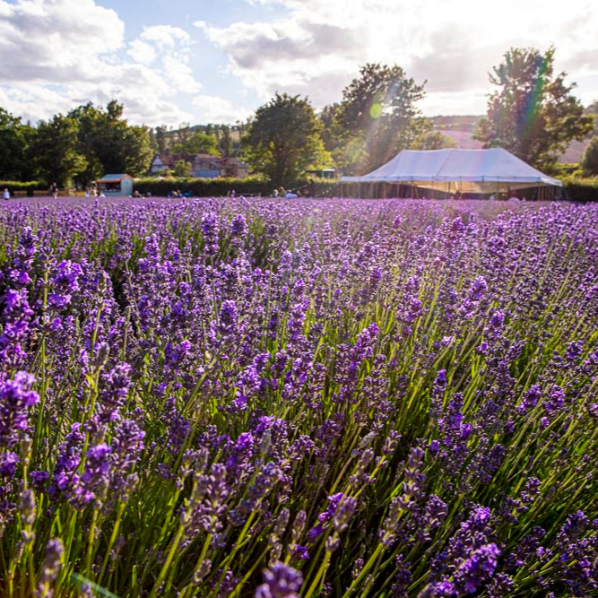 LAVENDER PICNIC TICKETS FOR 2 ADULTS, ALCOHOL FREE EXPERIENCE GIFT