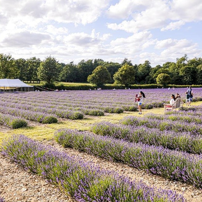 LAVENDER PICNIC TICKETS FOR 4 ADULTS, WITH ENGLISH SPARKLING WINE - EXPERIENCE GIFT