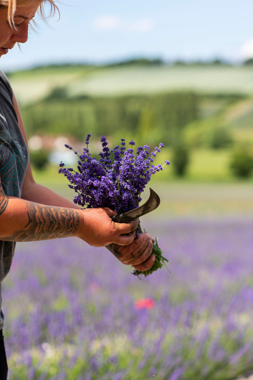 FRESH LAVENDER BUNCHES FOR PRE ORDER