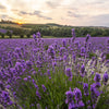 LADYBIRD LAVENDER OIL