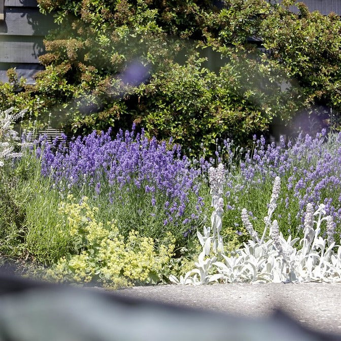 folgate lavender plants FOLGATE' LAVENDER PLANTS FOR THE GARDEN - 1LTR