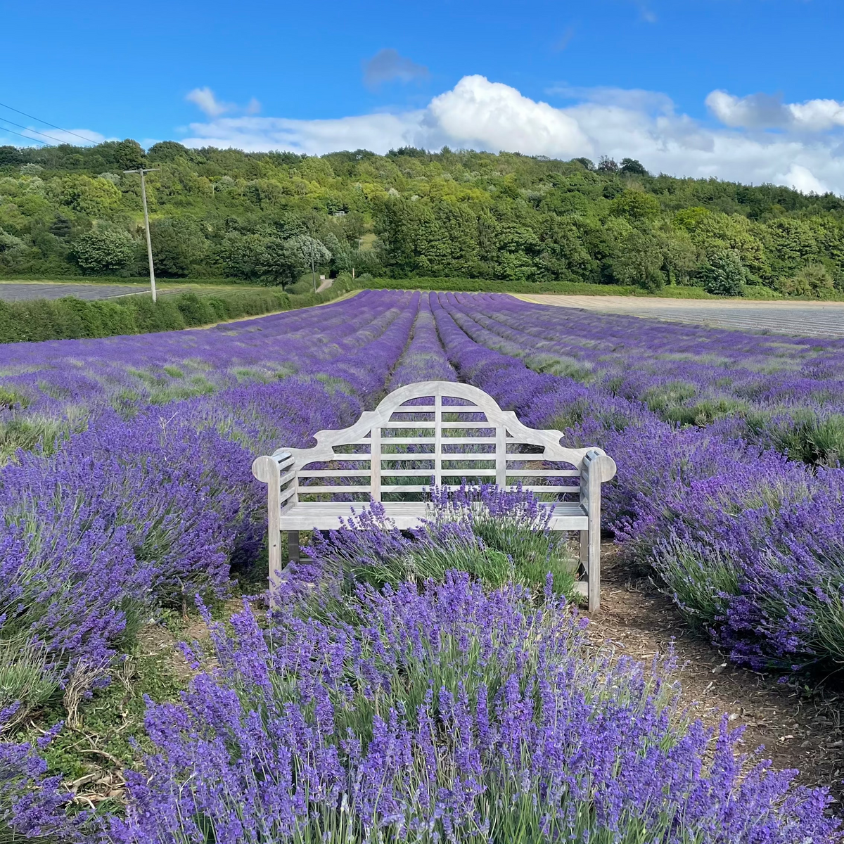 LAVENDER FIELD WALK TICKET