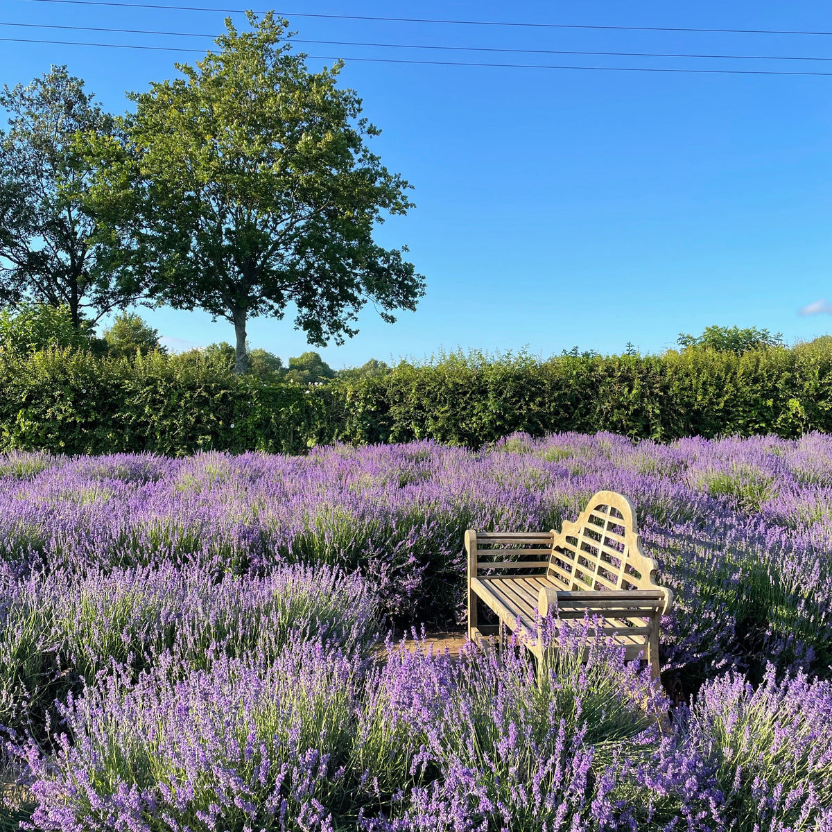 LAVENDER FIELD WALK TICKET