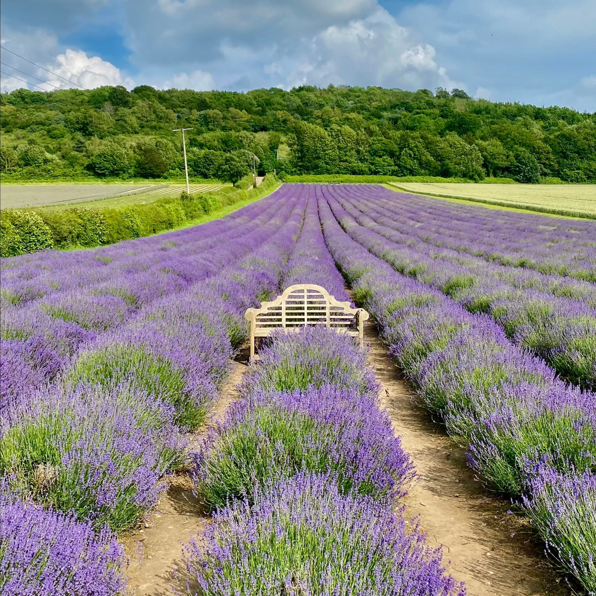 LAVENDER FIELD WALK TICKET