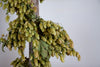 CASTLE FARM DRIED HOP BINE