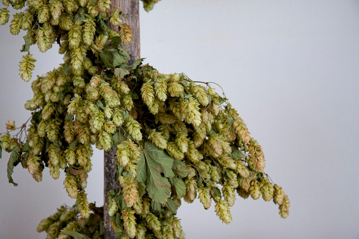 DRIED HOP BINE